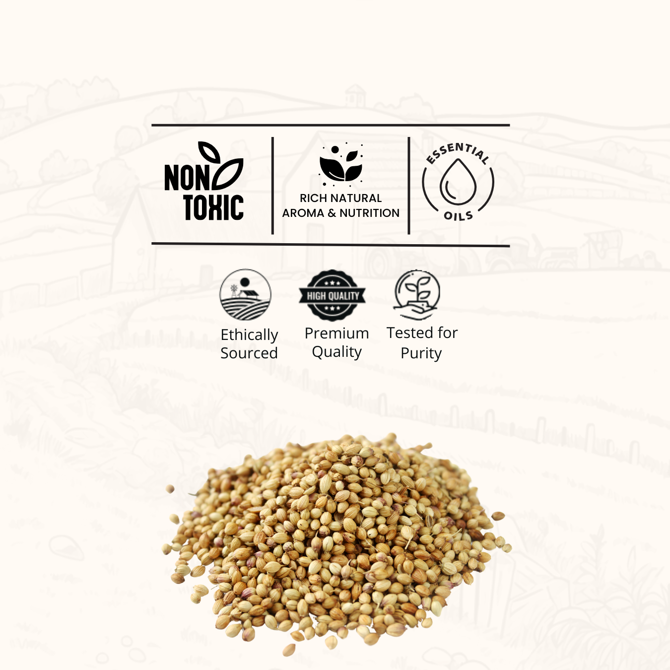 Whole Coriander Seeds
